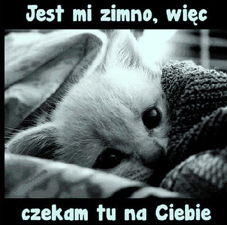 Kotek przykryty kocem zimno